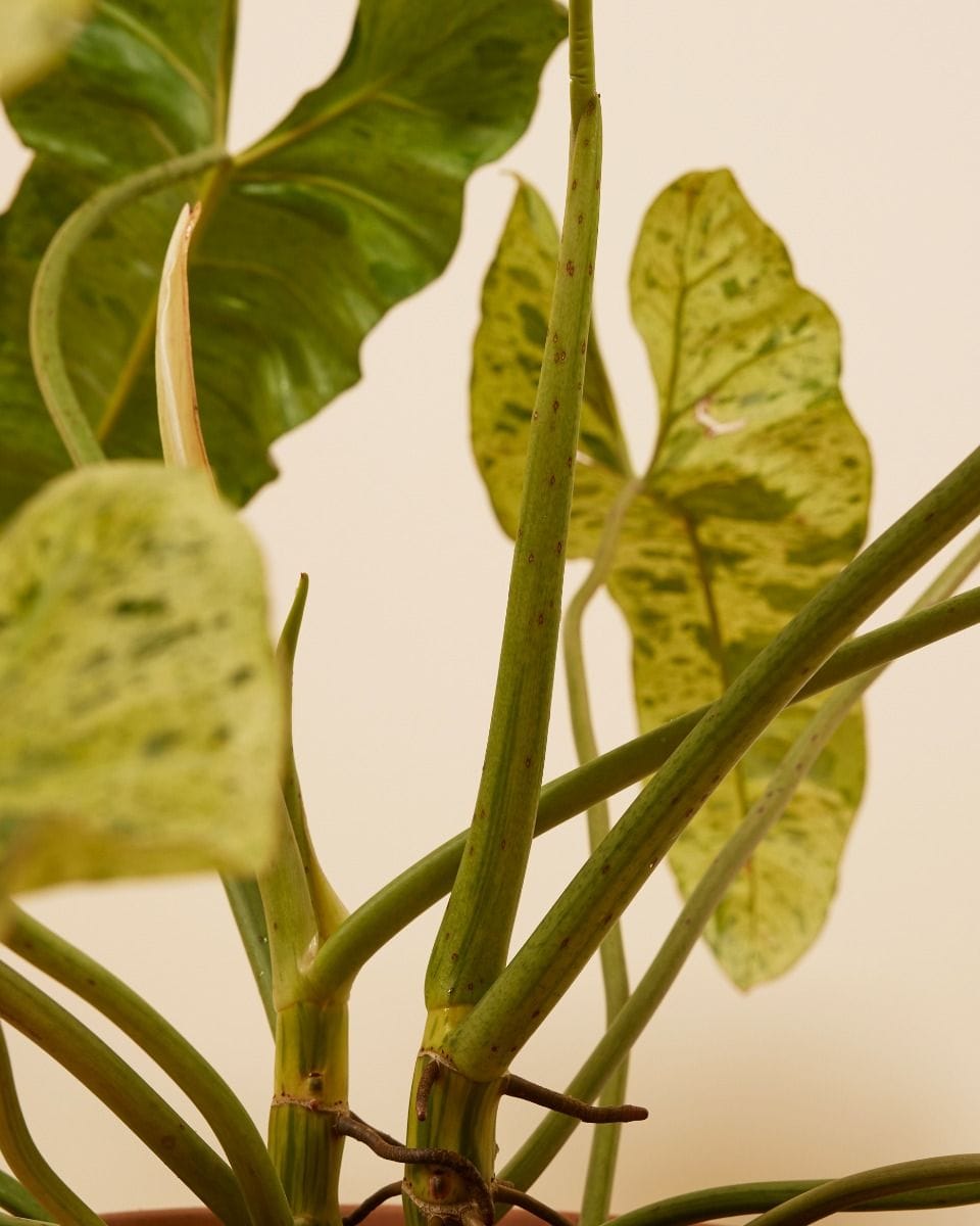 Philodendron Paraiso Verde