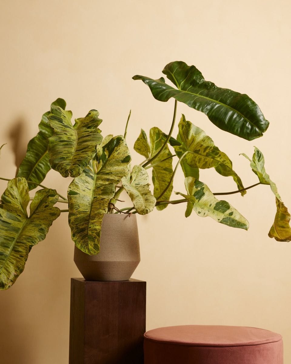 Philodendron Paraiso Verde