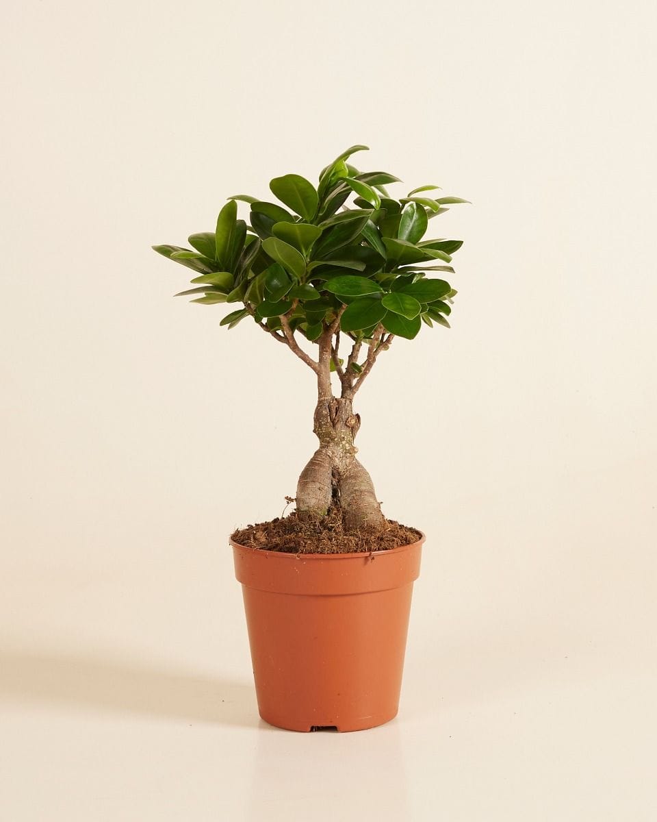 Ficus Ginseng