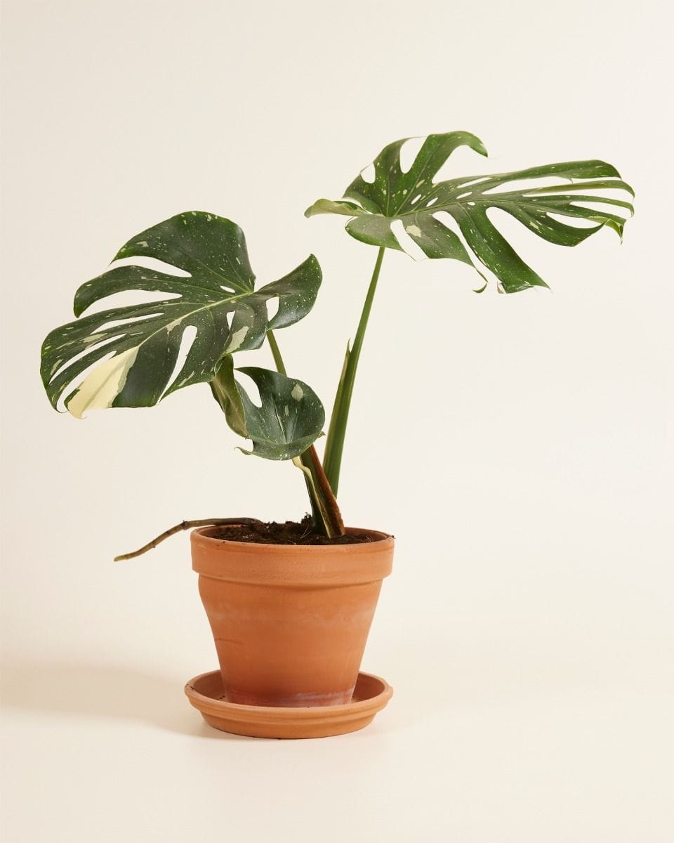Monstera Thai Constellation (B-grade)