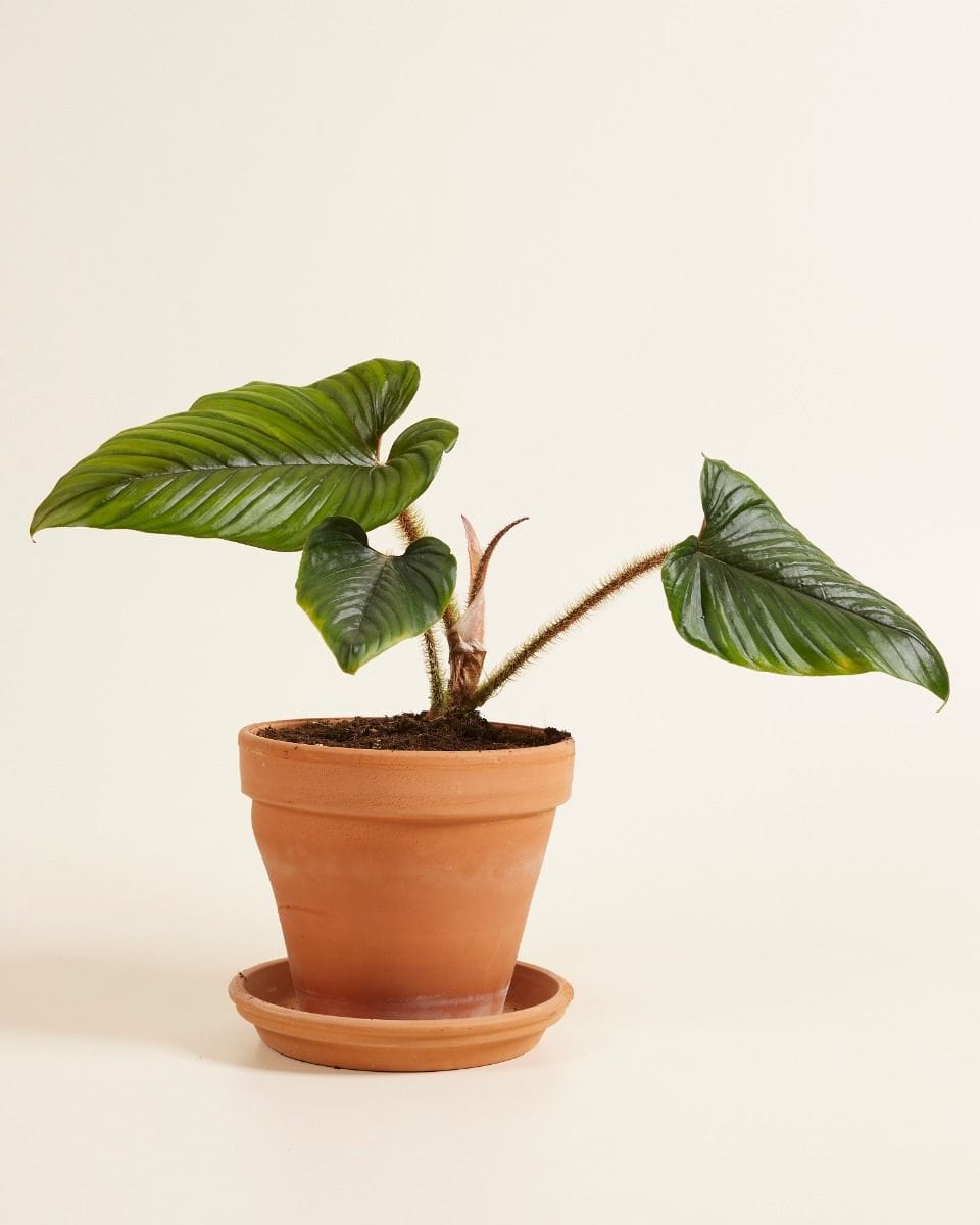 Philodendron Serpens