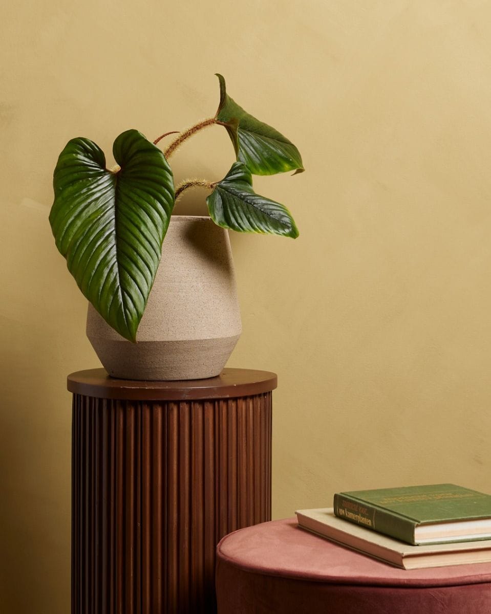 Philodendron Serpens
