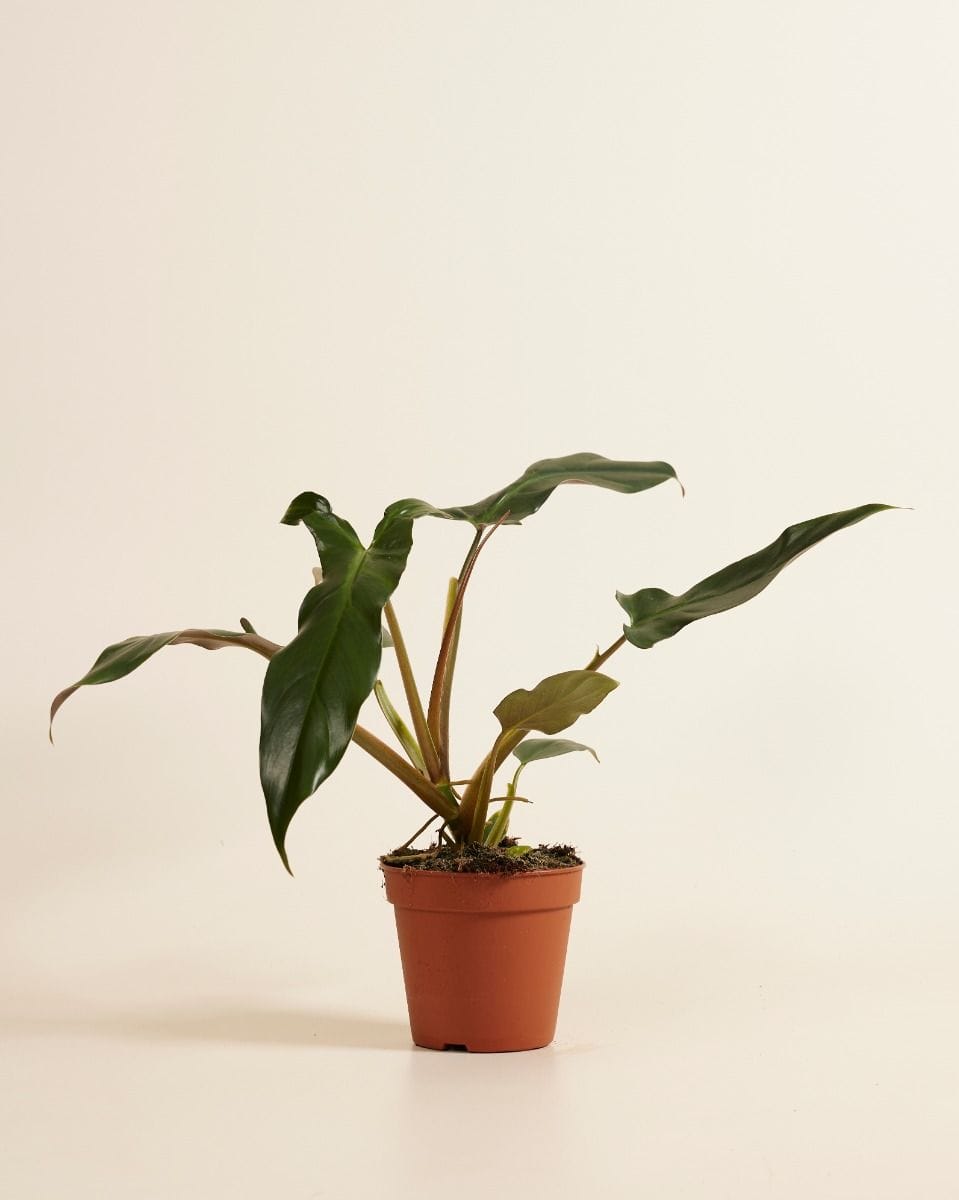 Philodendron Mexicanum