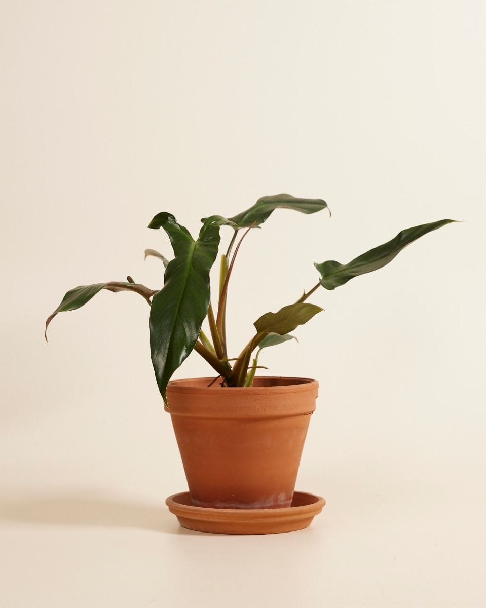 Philodendron Mexicanum