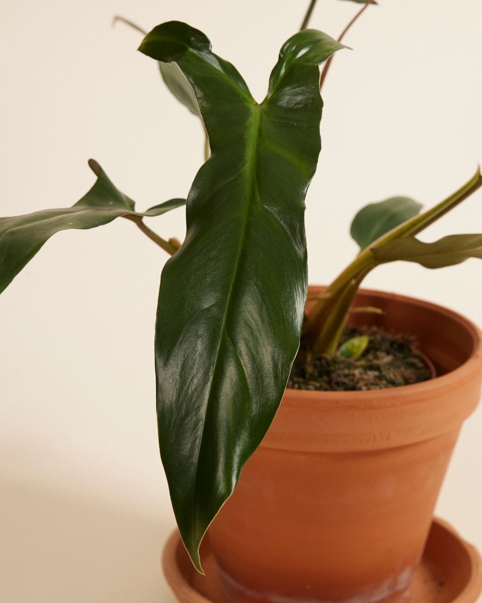 Philodendron Mexicanum