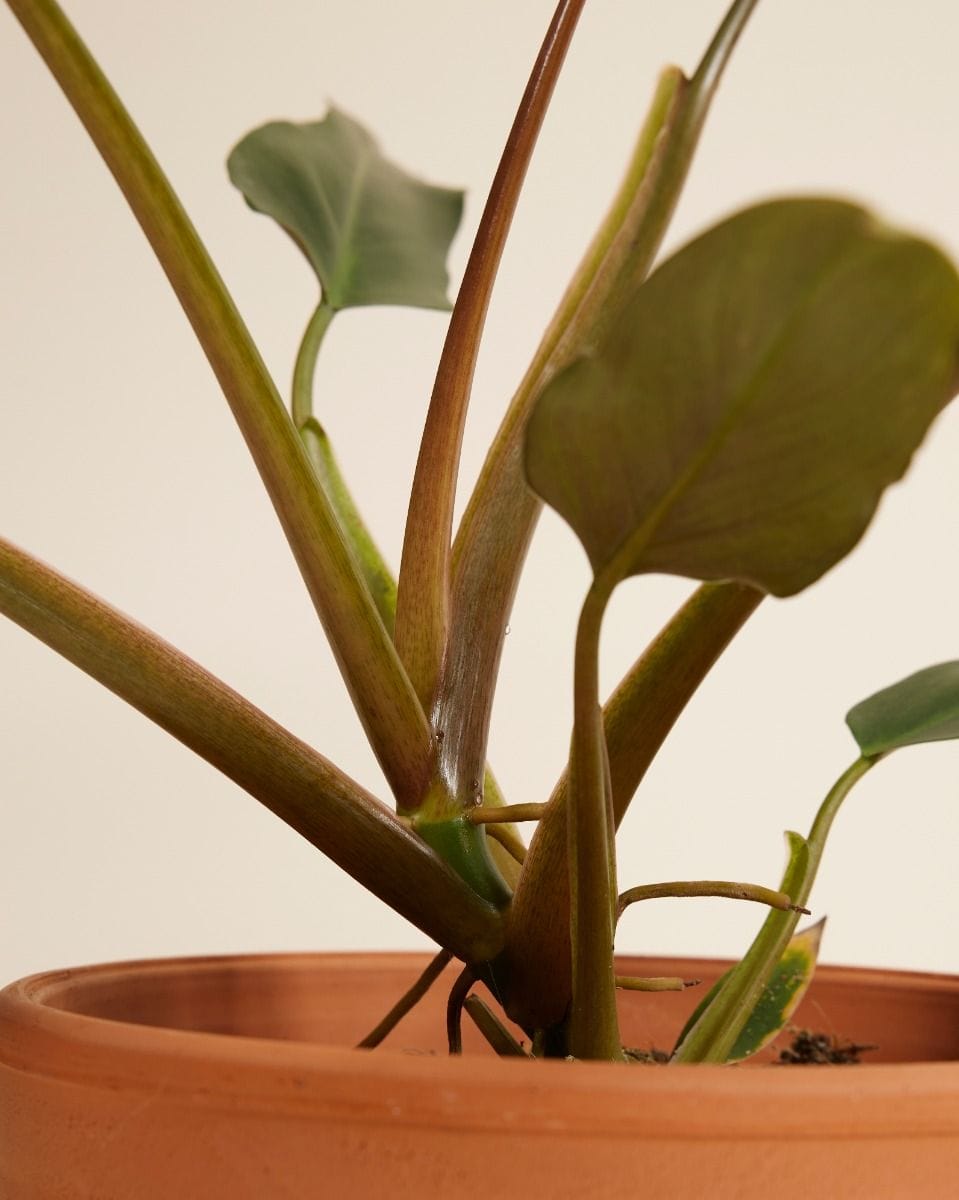 Philodendron Mexicanum