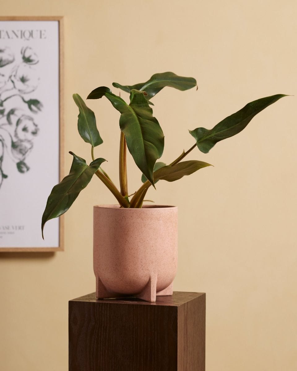 Philodendron Mexicanum