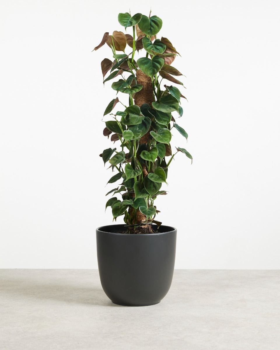 Philodendron Lupinum
