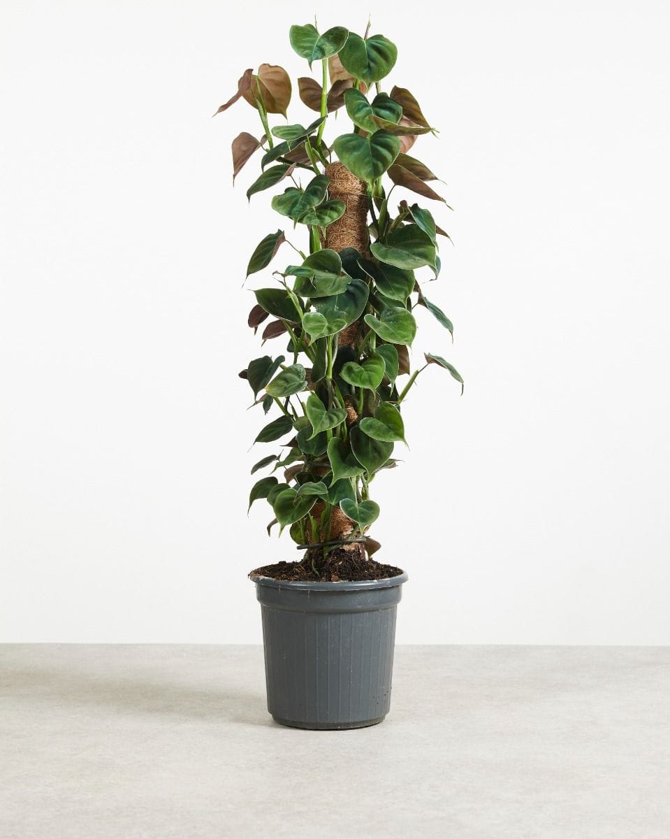 Philodendron Lupinum