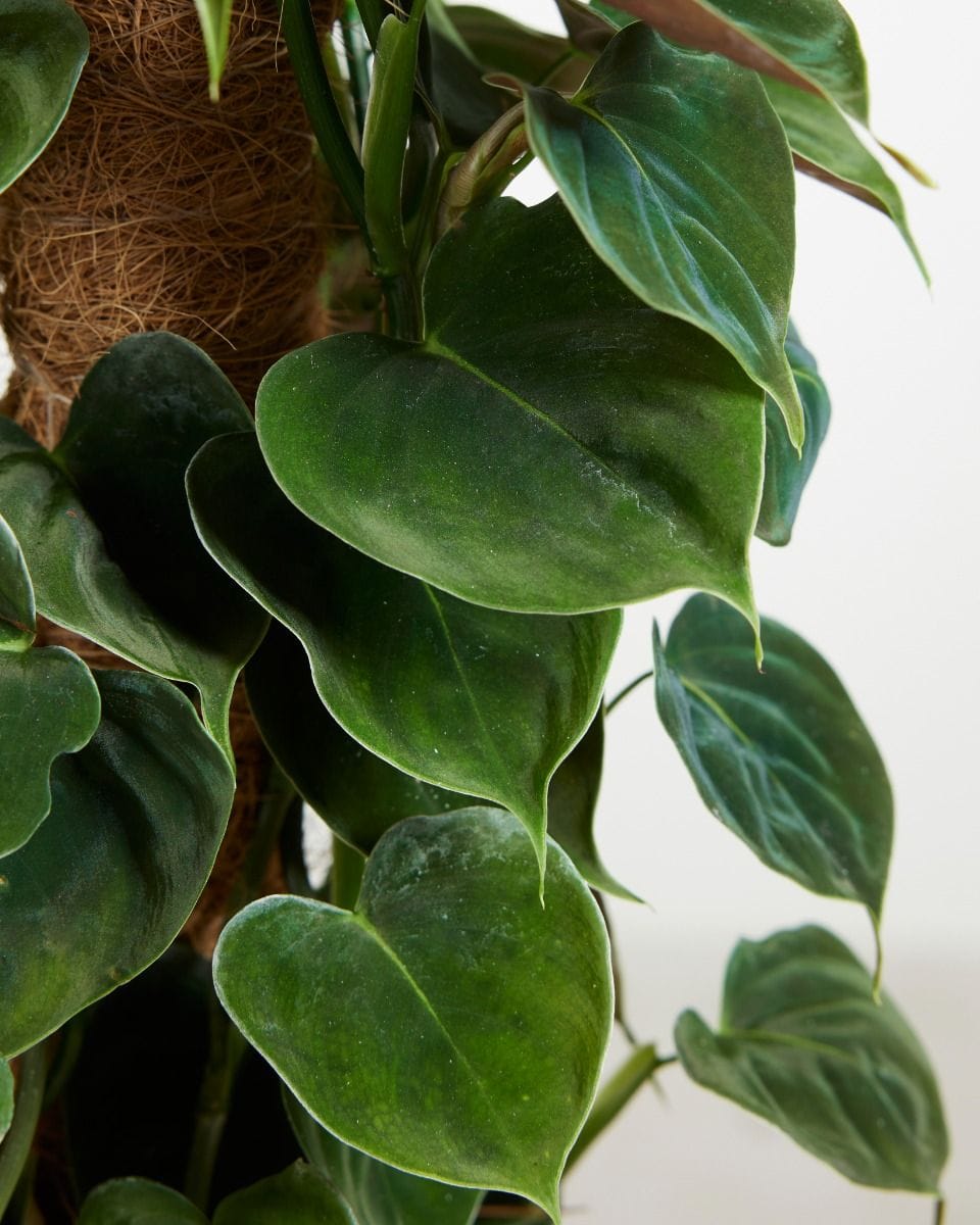 Philodendron Lupinum