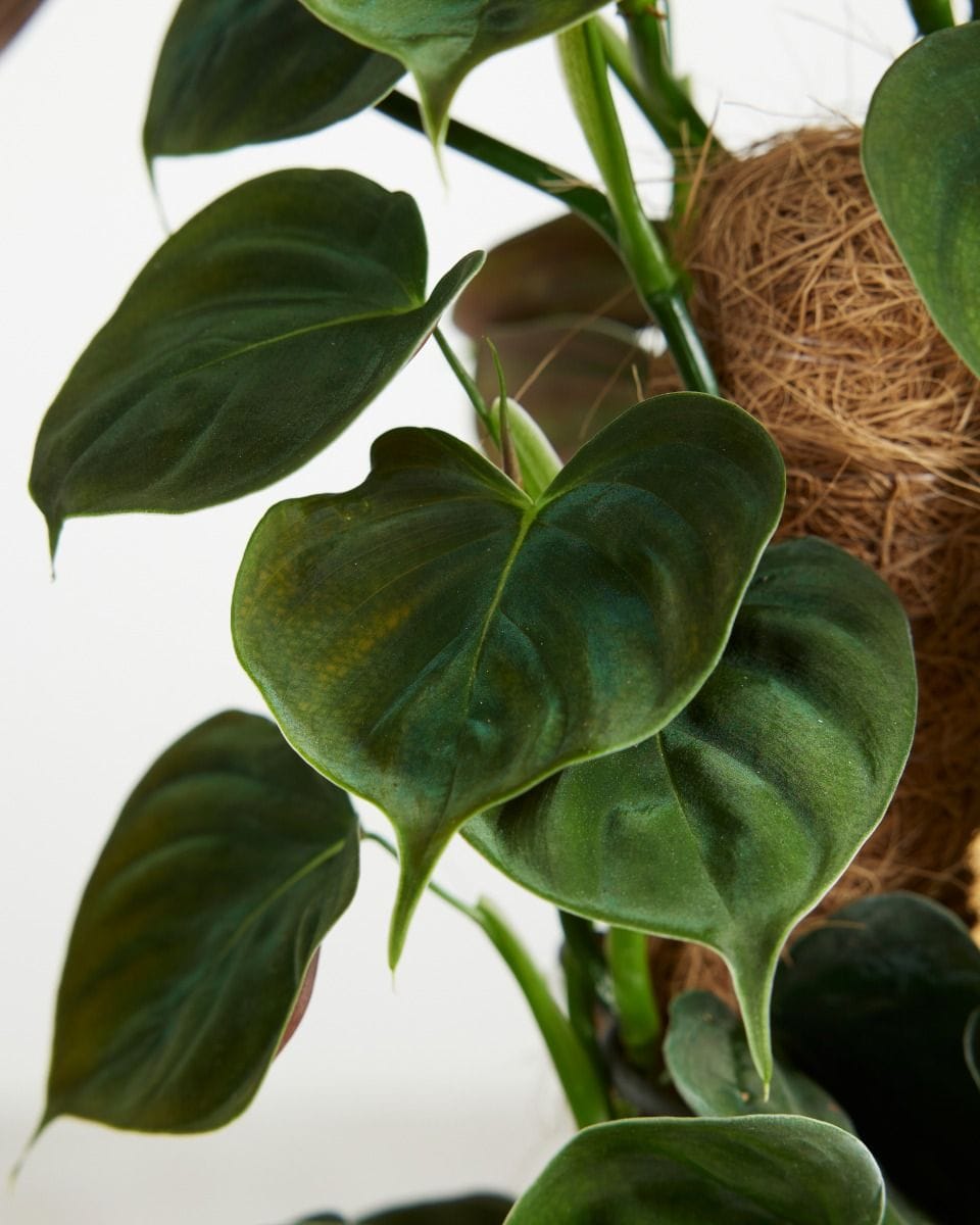 Philodendron Lupinum