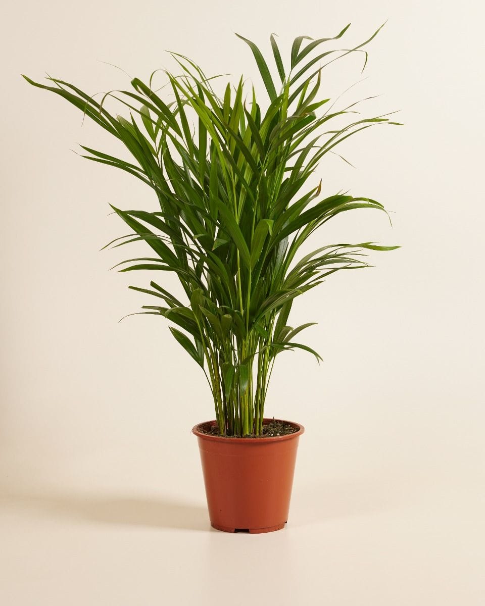 Dypsis Golden Cane Palm  Lutescens