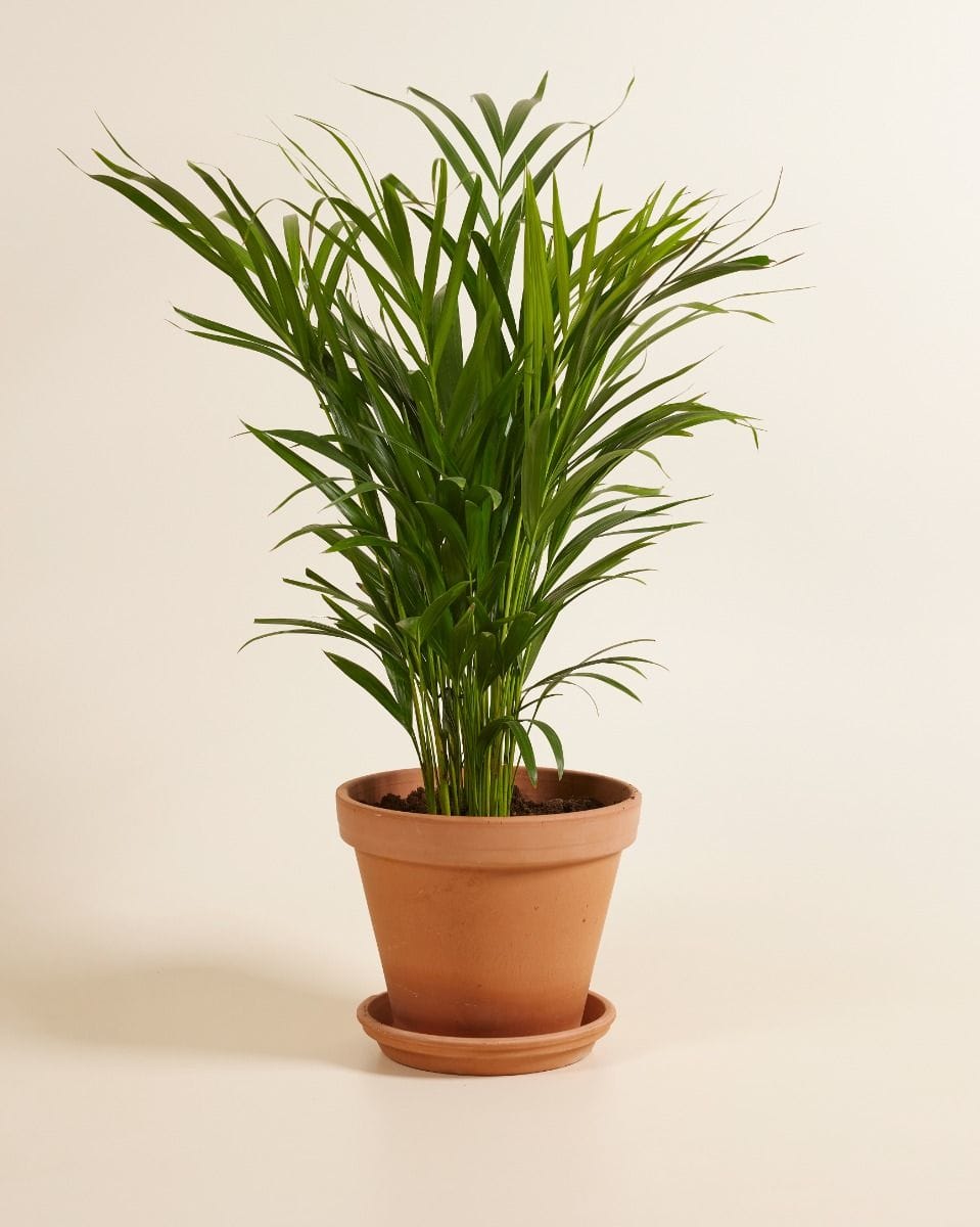 Dypsis Golden Cane Palm  Lutescens