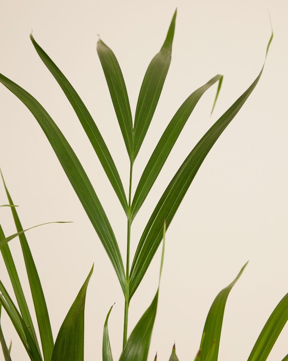 Dypsis Golden Cane Palm  Lutescens