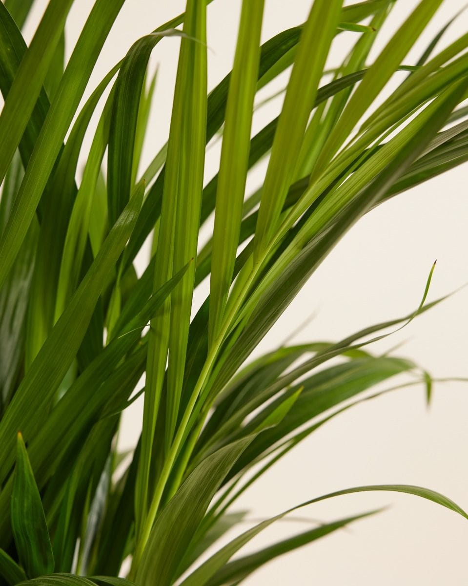 Dypsis Golden Cane Palm  Lutescens