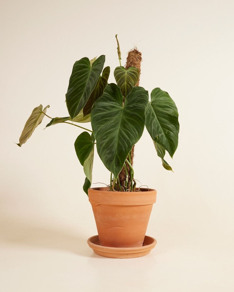 Philodendron Splendid