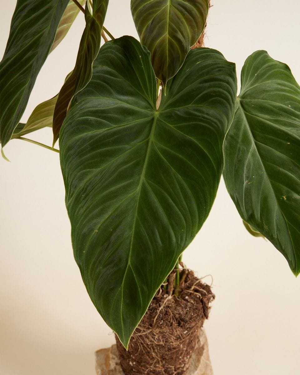Philodendron Splendid