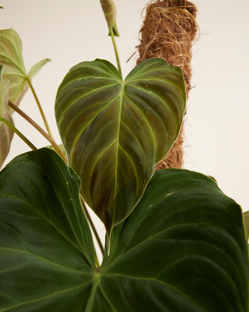 Philodendron Splendid