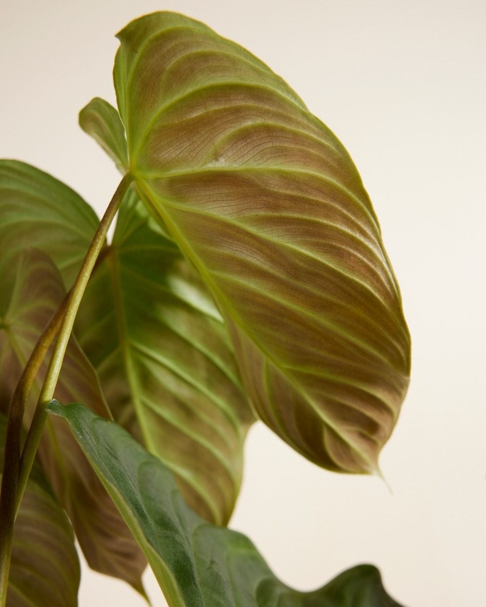 Philodendron Splendid