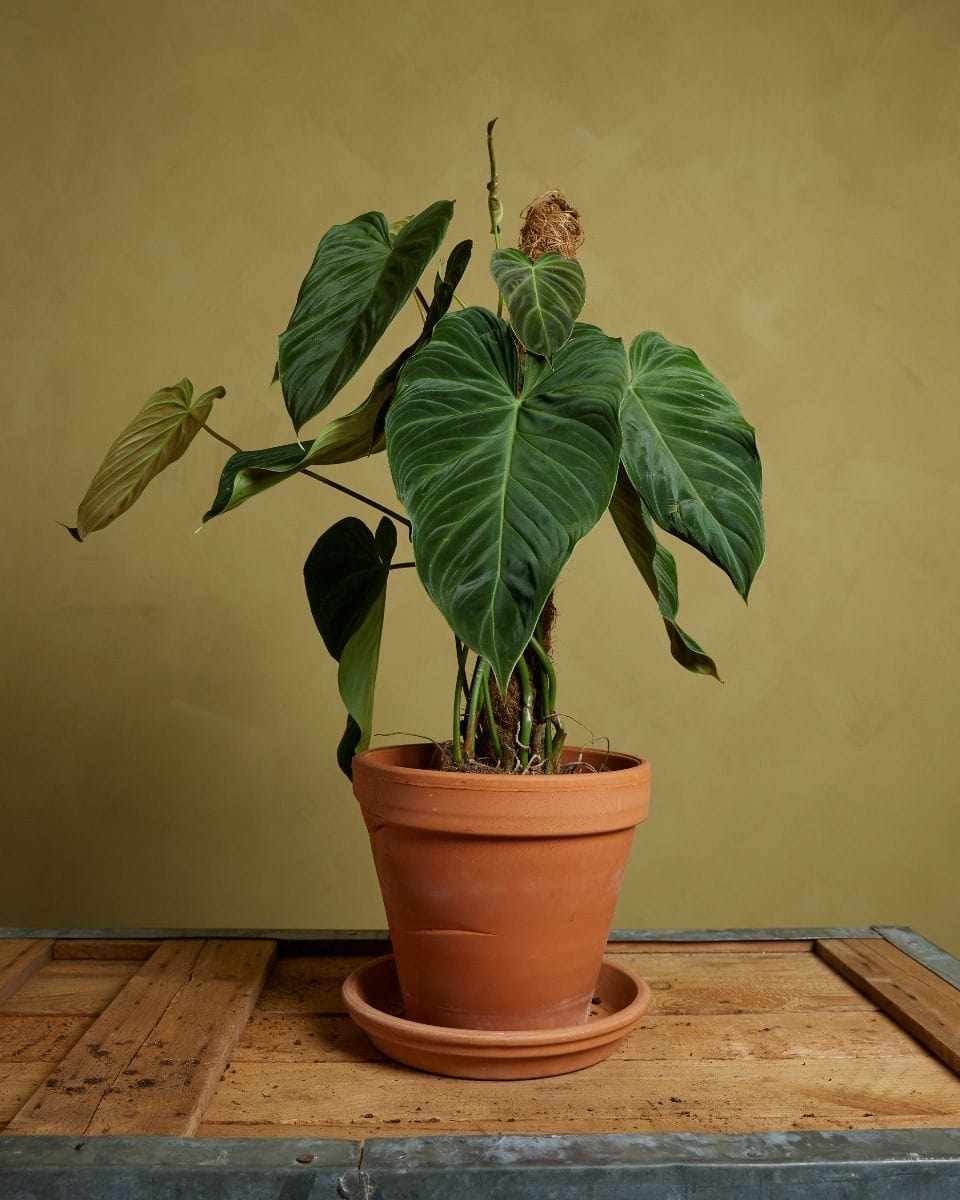 Philodendron Splendid