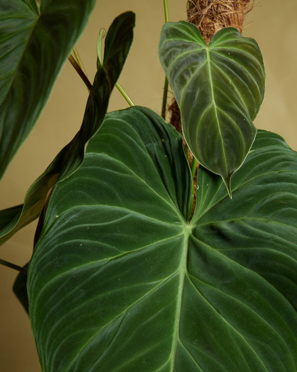 Philodendron Splendid