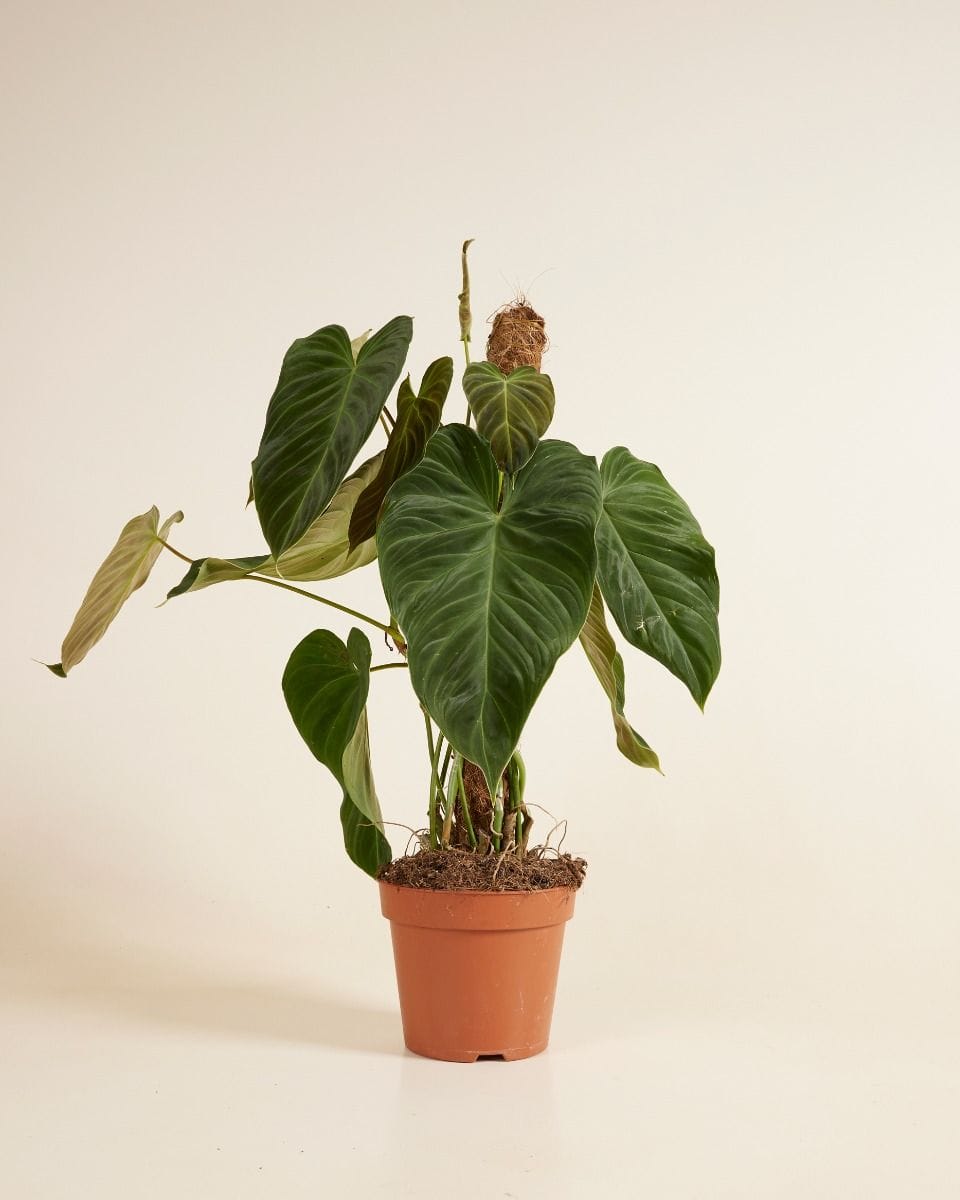 Philodendron Splendid