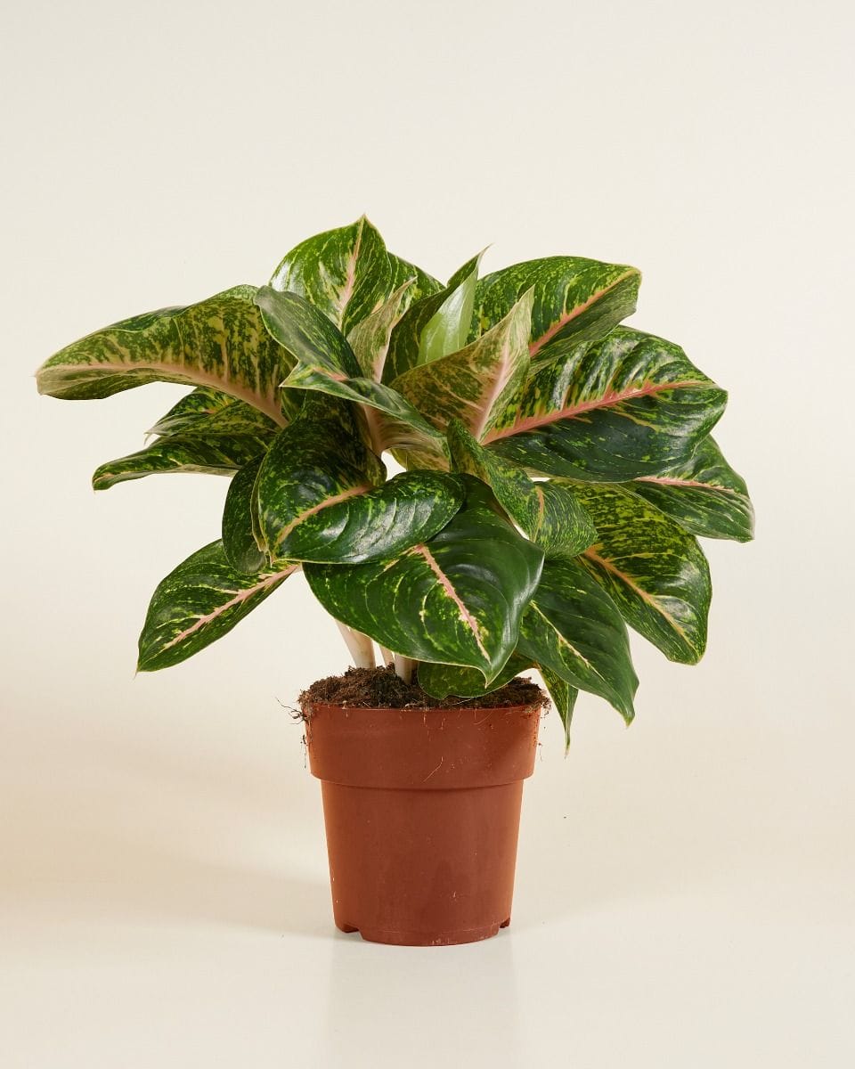 Agloanema Chinese Evergreen Spring Red