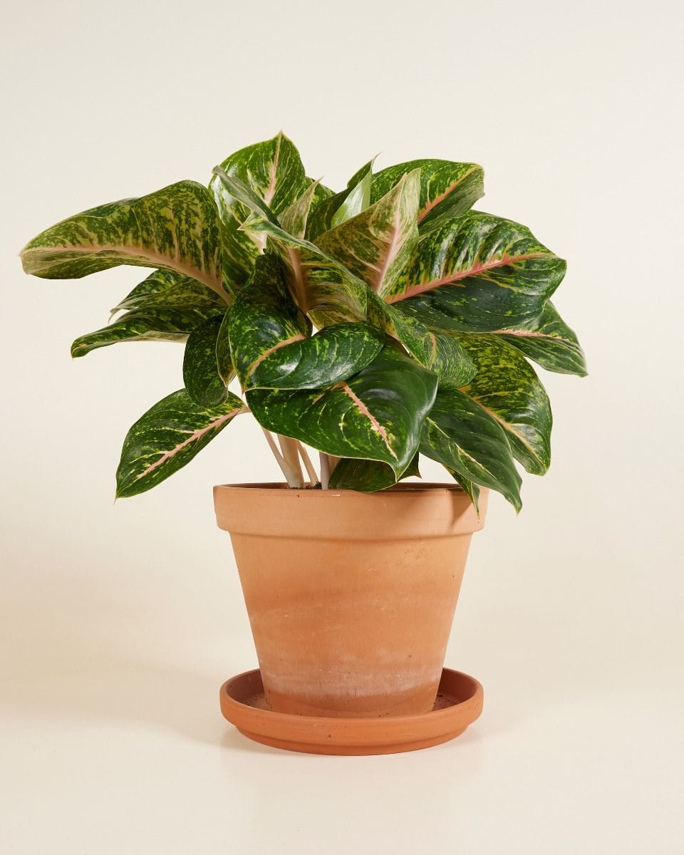 Agloanema Chinese Evergreen Spring Red