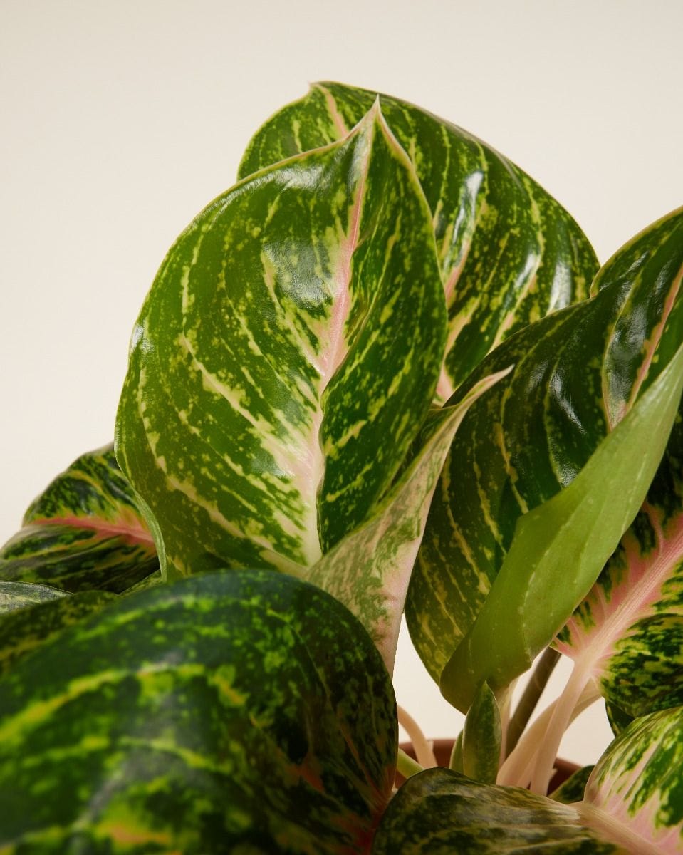 Agloanema Chinese Evergreen Spring Red
