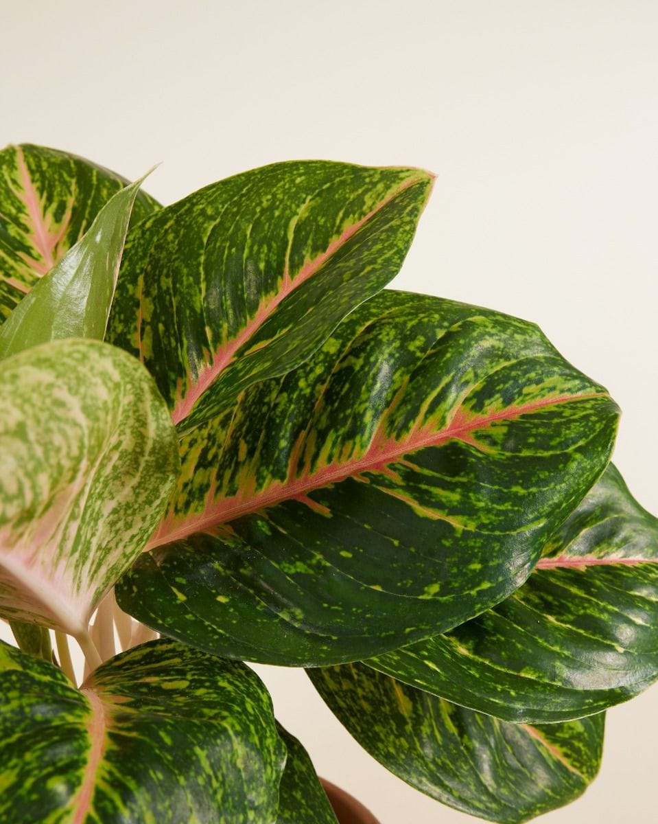 Agloanema Chinese Evergreen Spring Red