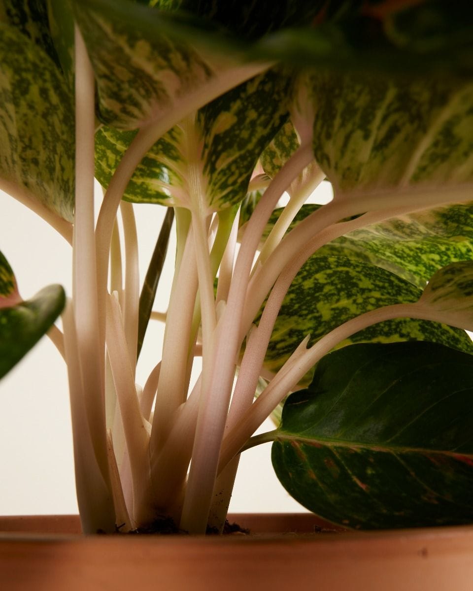 Agloanema Chinese Evergreen Spring Red