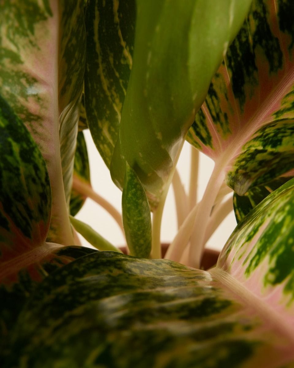 Agloanema Chinese Evergreen Spring Red