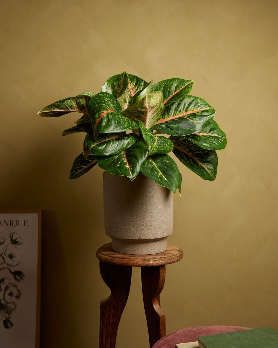 Agloanema Chinese Evergreen Spring Red