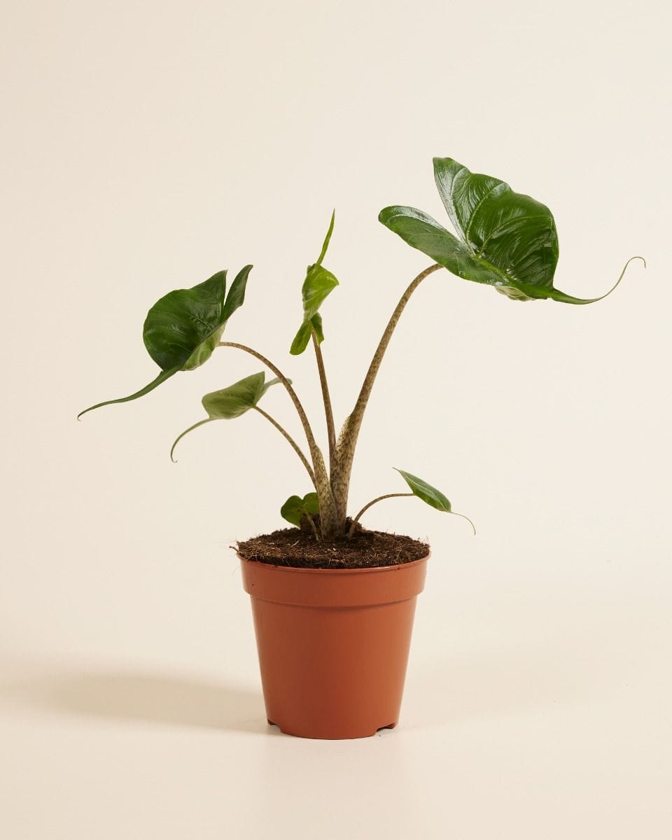 Alocasia Elephant Ears Stingray
