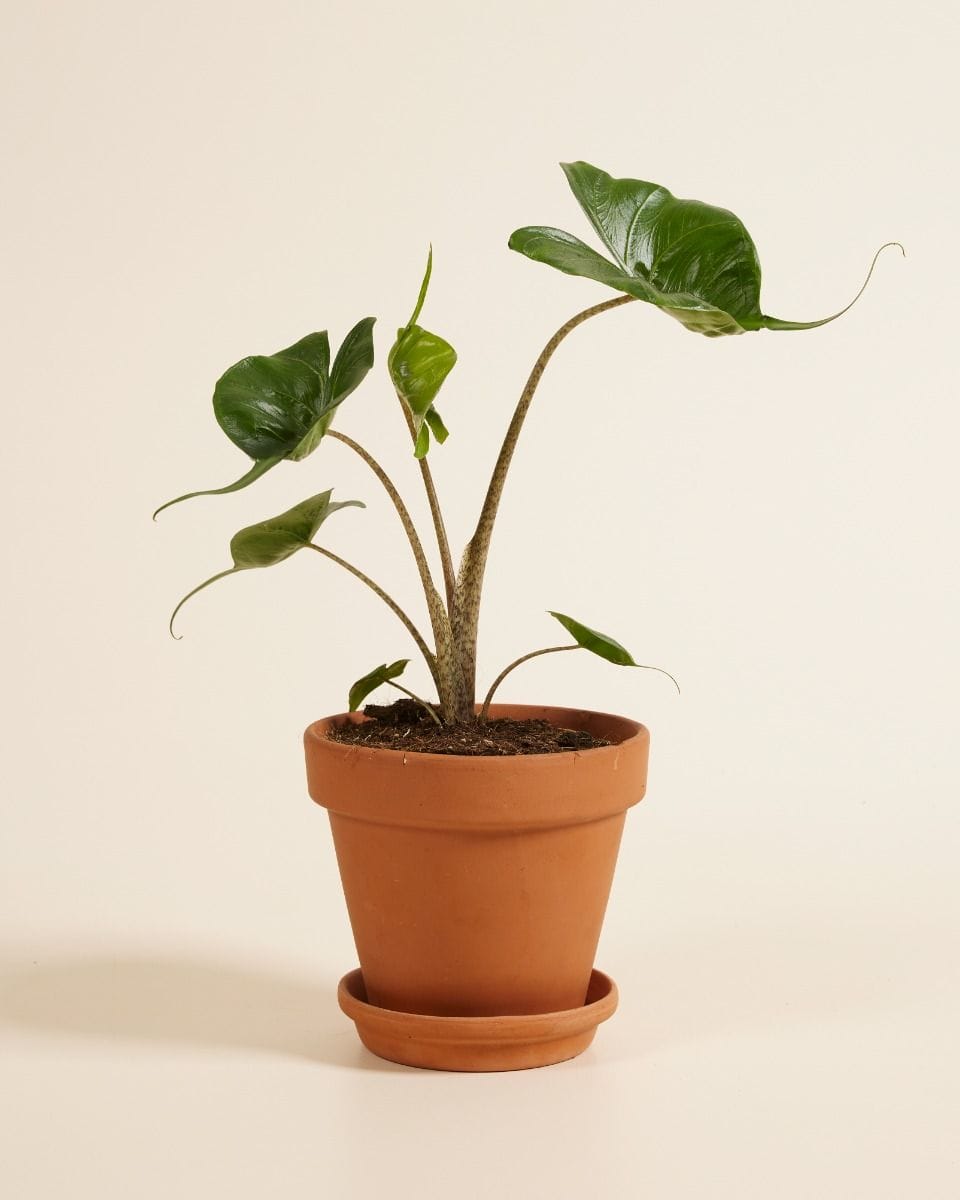 Alocasia Elephant Ears Stingray