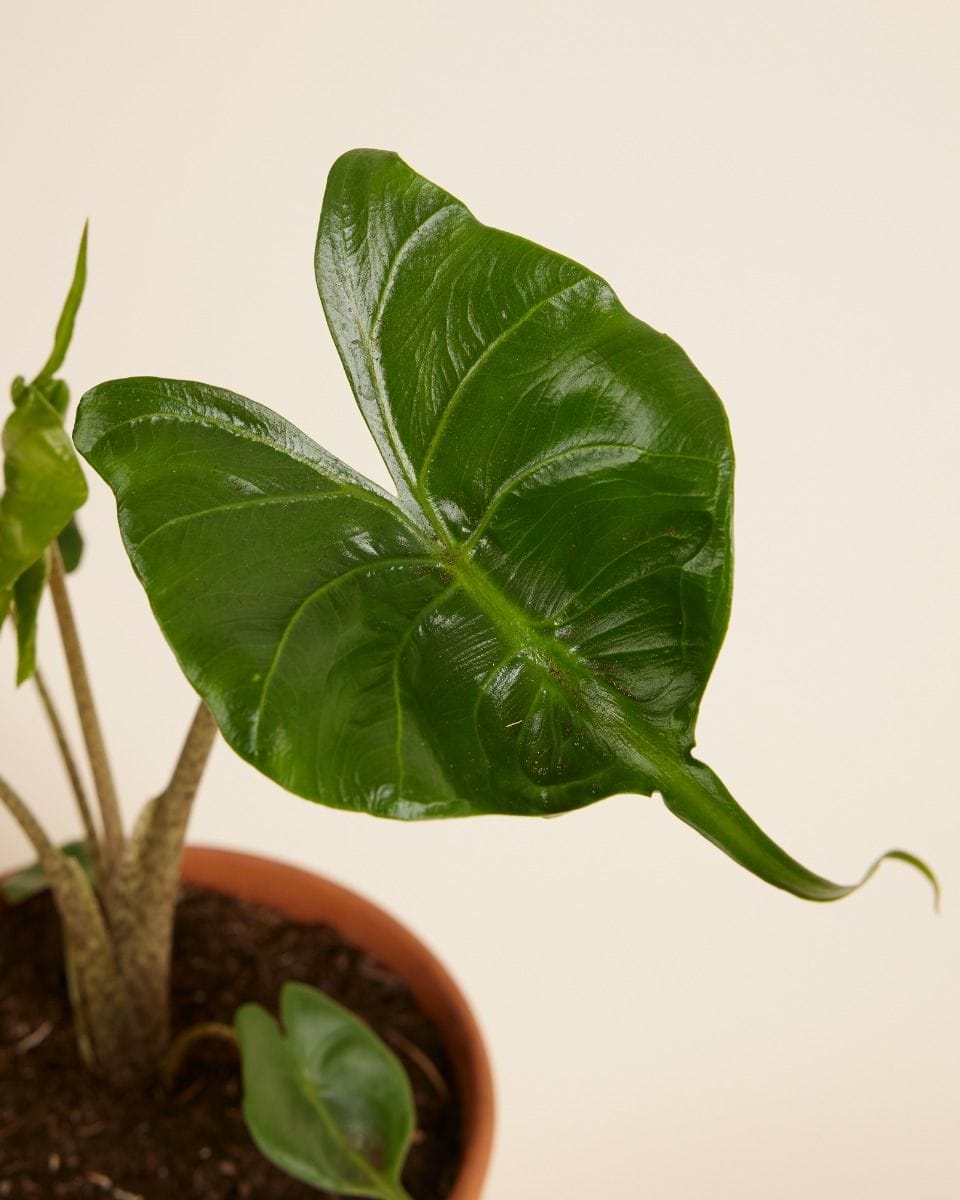 Alocasia Elephant Ears Stingray
