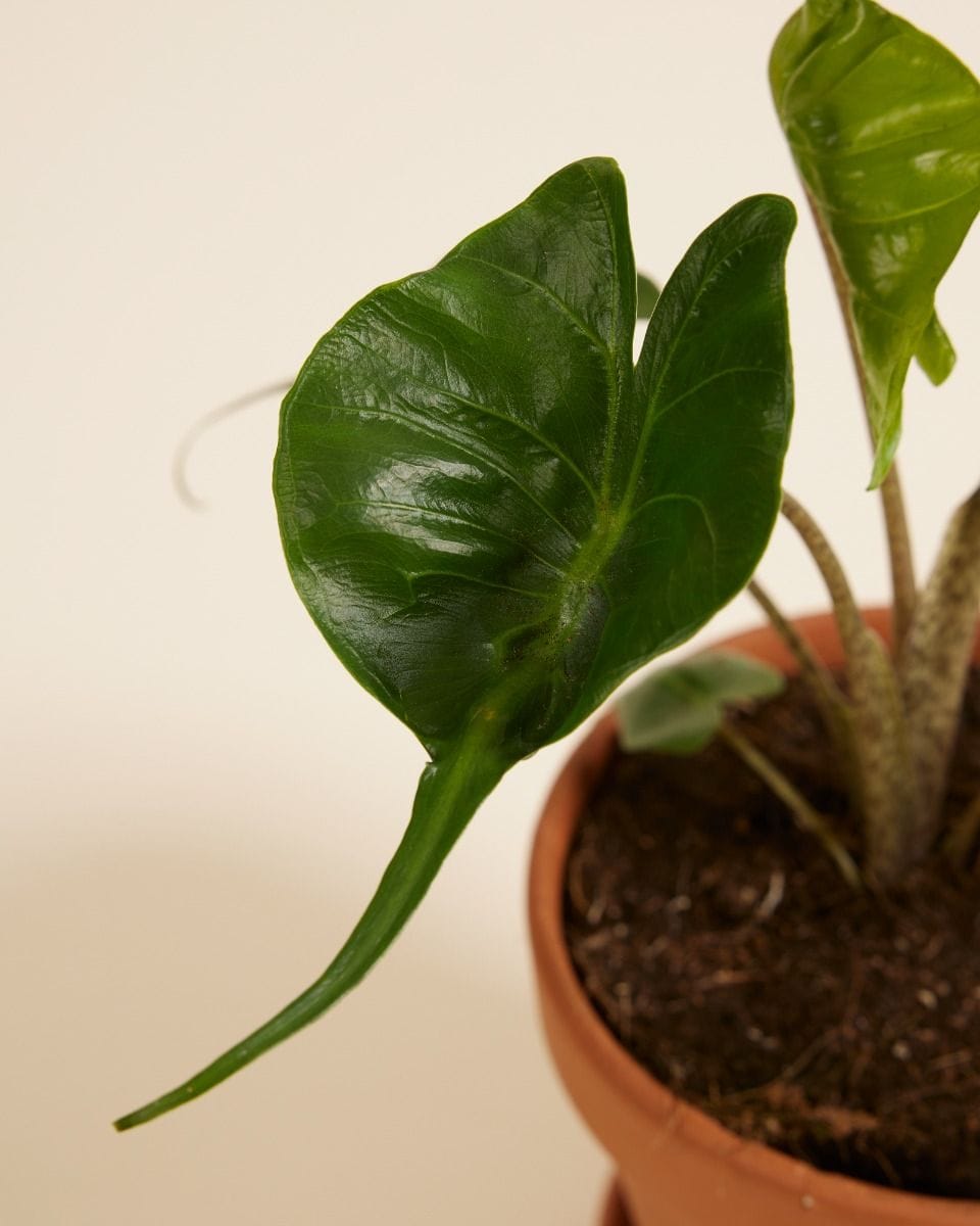 Alocasia Elephant Ears Stingray