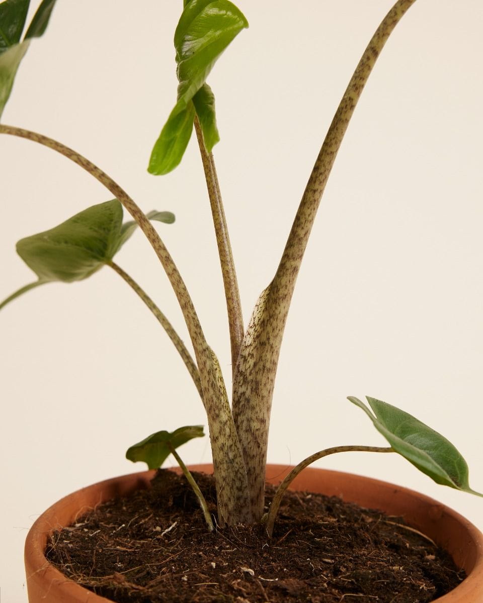 Alocasia Elephant Ears Stingray