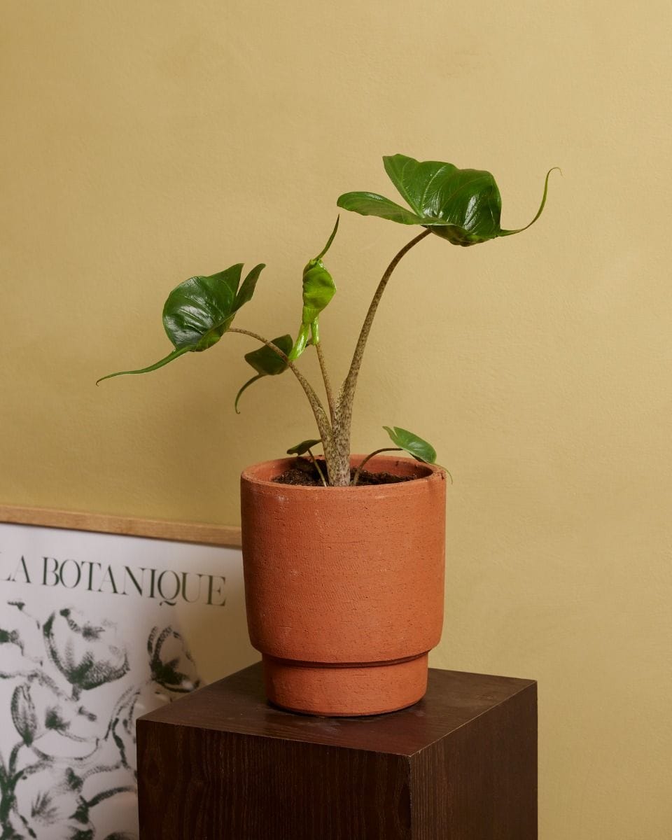 Alocasia Elephant Ears Stingray