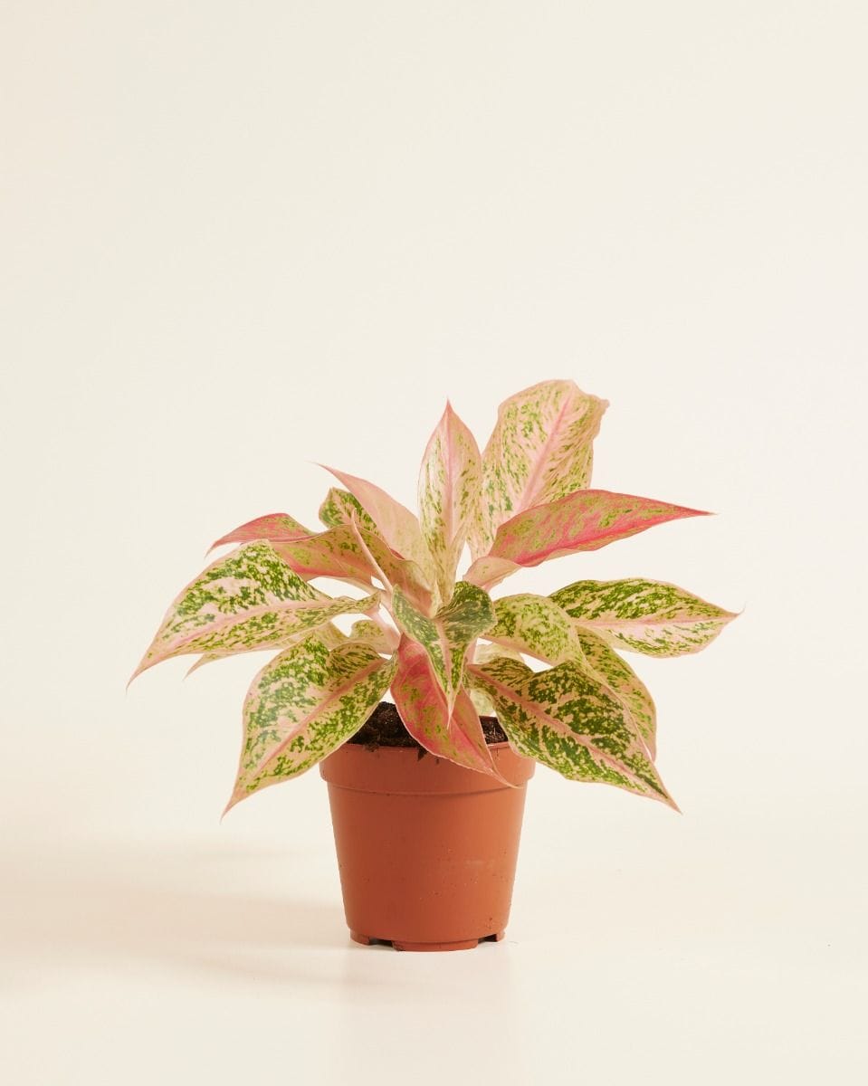 Aglaonema Chinese Evergreen Prosperity