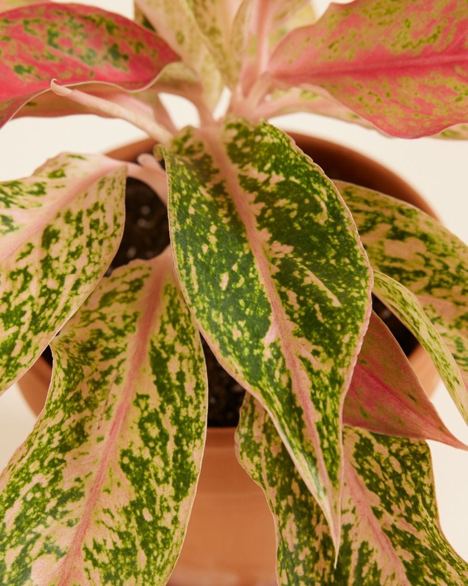 Aglaonema Chinese Evergreen Prosperity