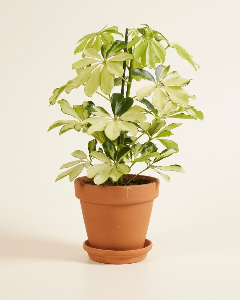 Schefflera Umbrella tree Melanie