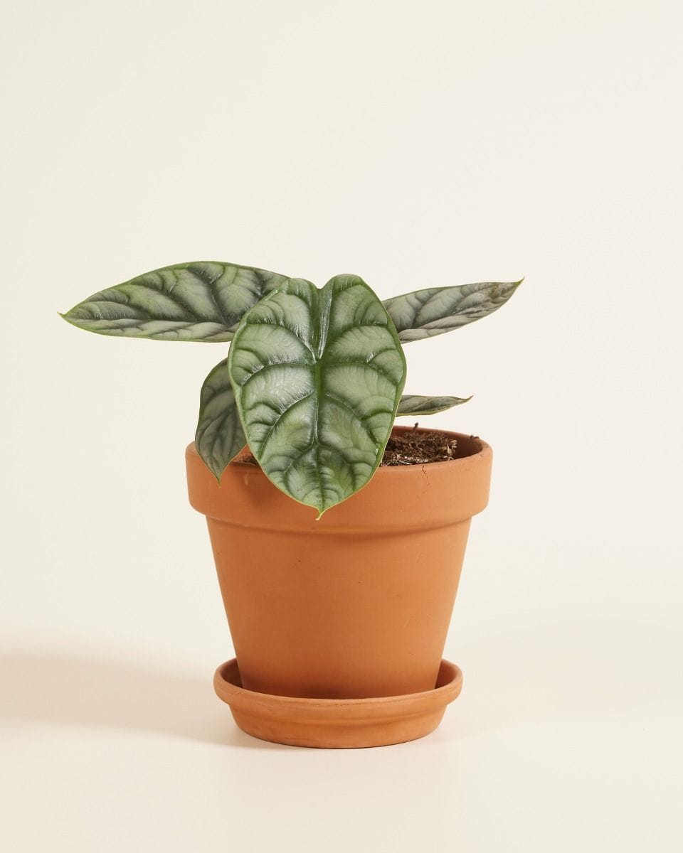 Alocasia Baginda Silver Dragon