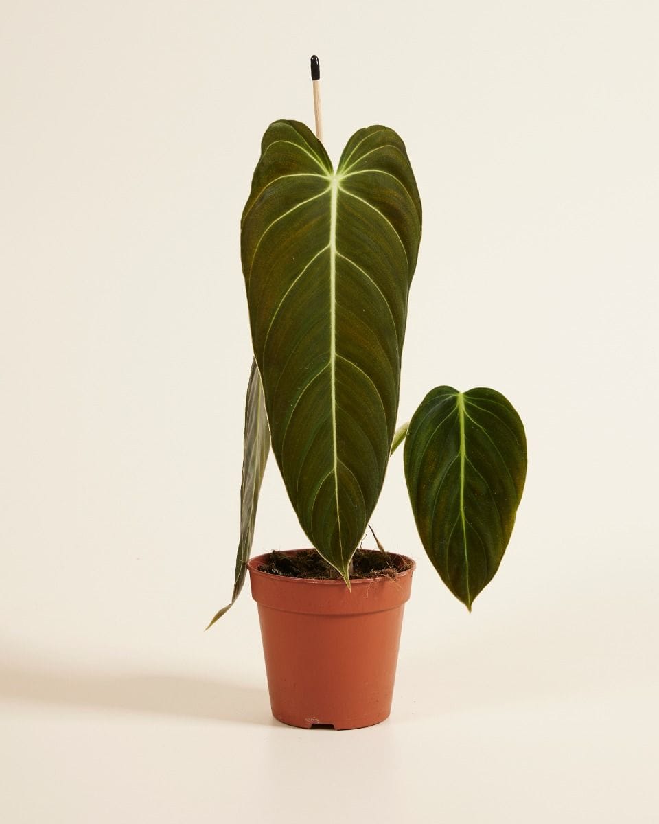 Philodendron Melanochrysum
