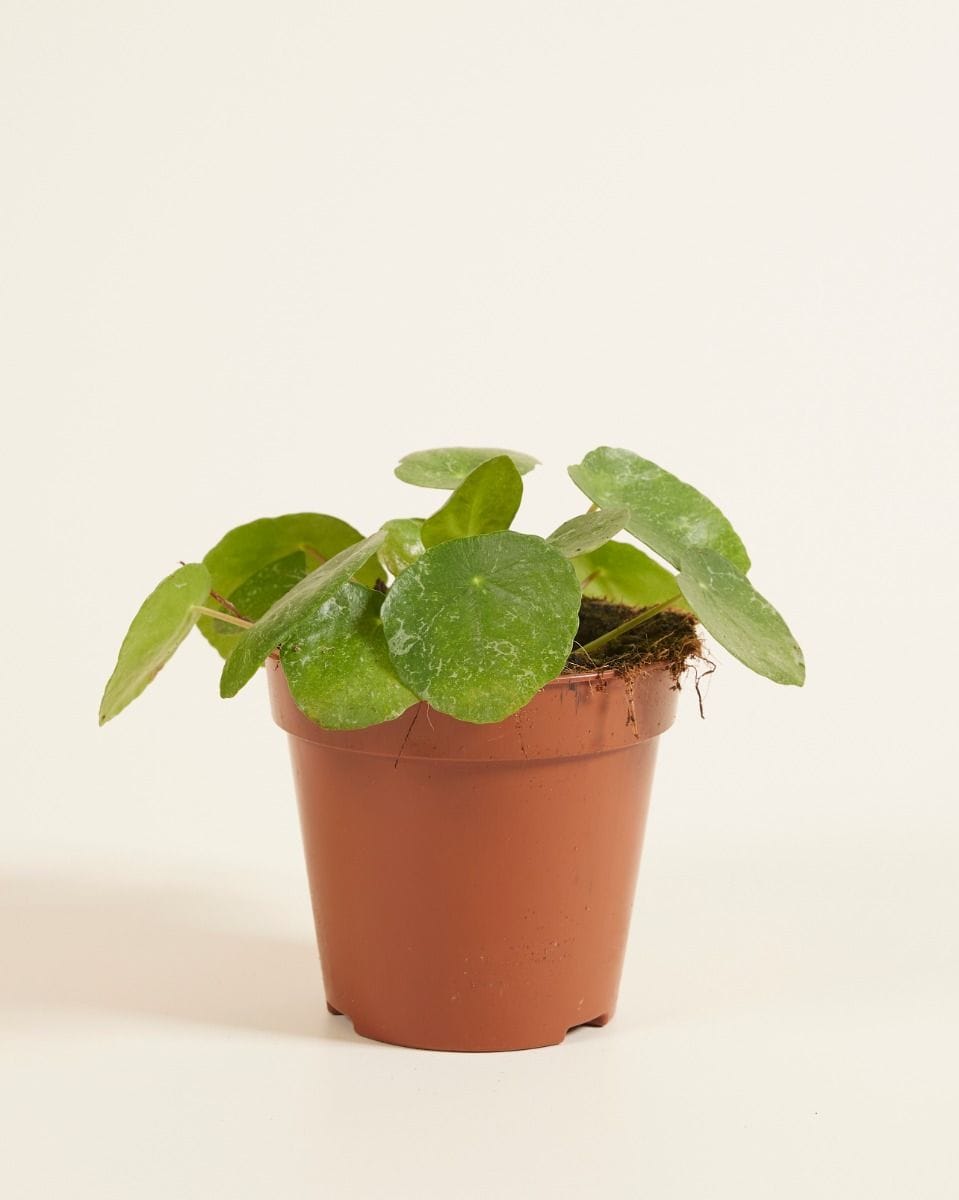 Pilea Peperomioides Pancake plant Sugar®