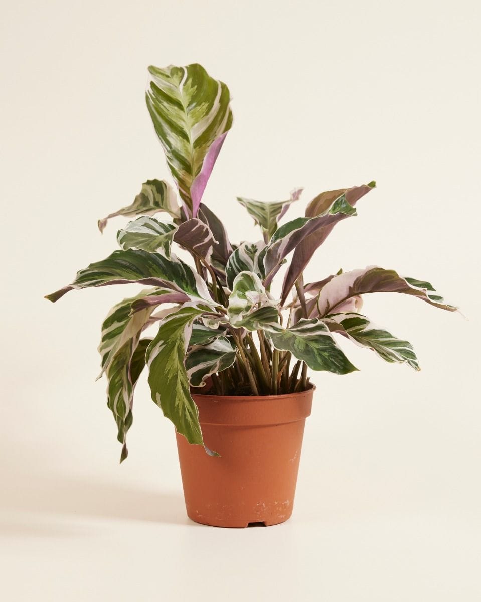Calathea Prayer Plant White Fusion
