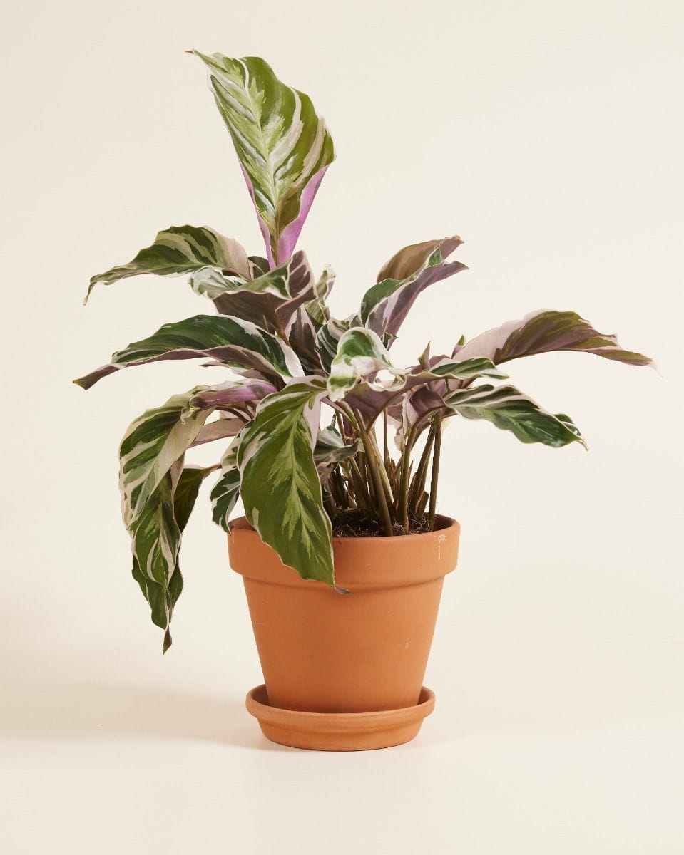 Calathea Prayer Plant White Fusion