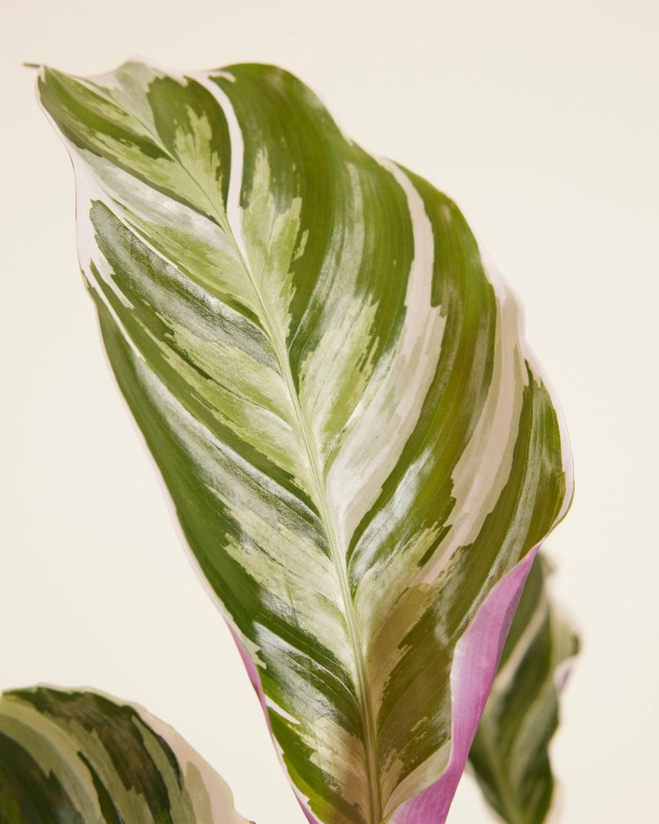 Calathea Prayer Plant White Fusion