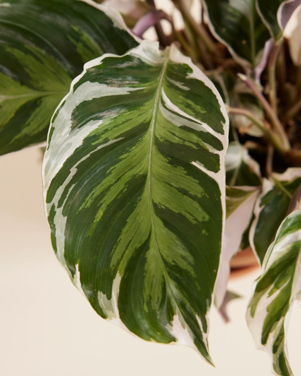 Calathea Prayer Plant White Fusion