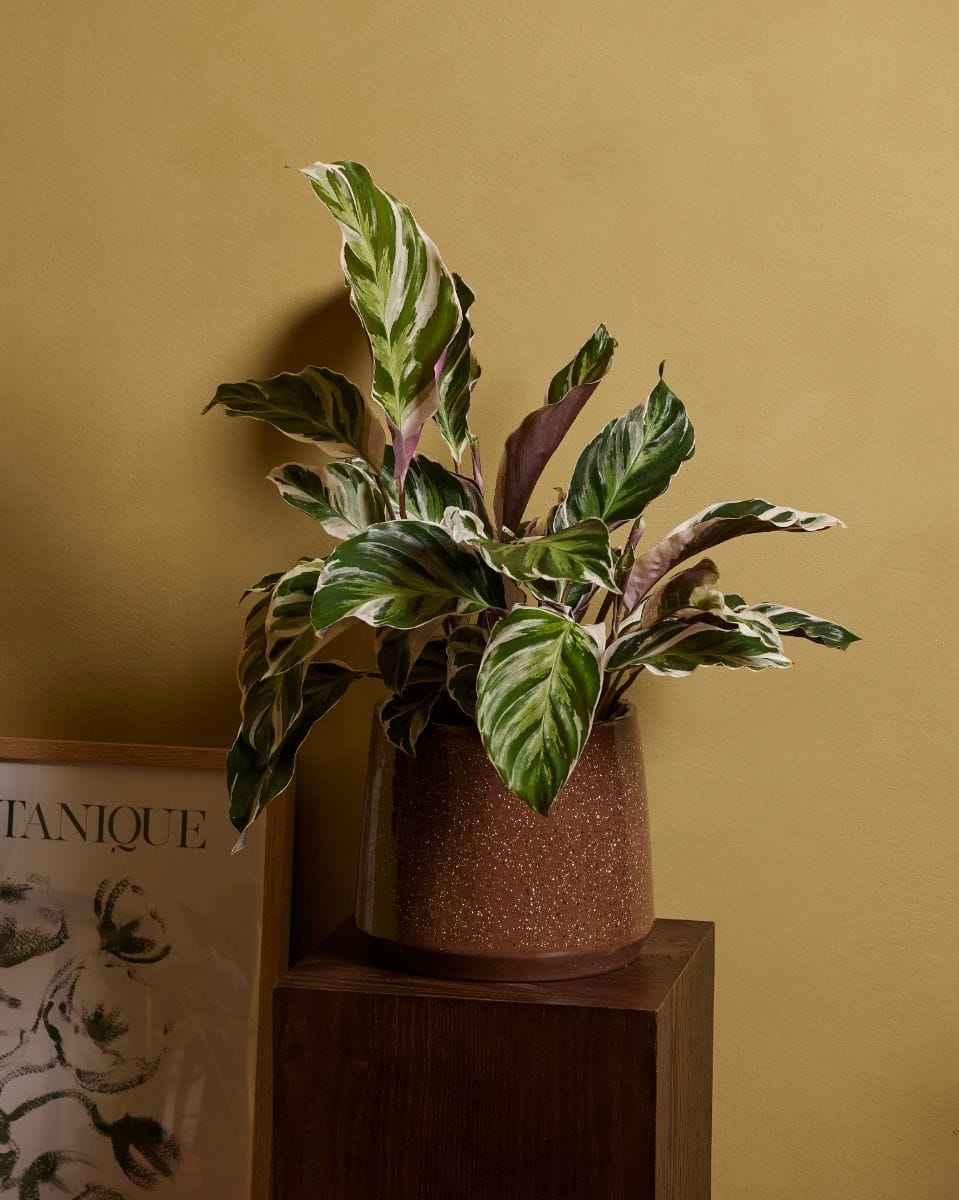 Calathea Prayer Plant White Fusion
